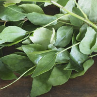 curry-leaves