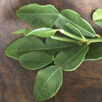 lime-leaves