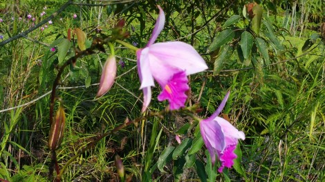 Bamboo orchids2