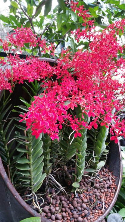 sorry cant be more specific than 'red orchid'!