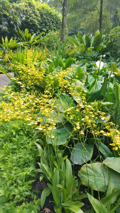 and, er, yellow orchid!