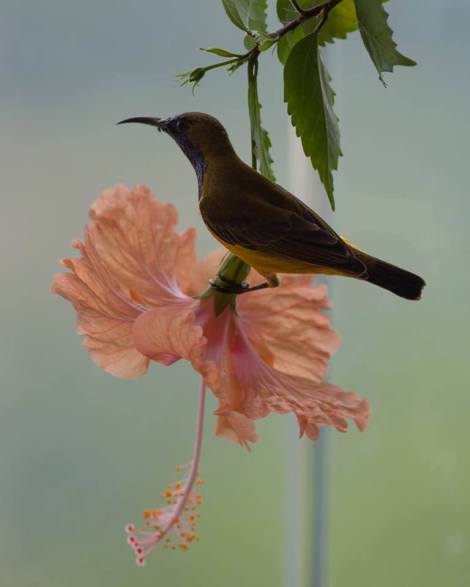 12246846_10153511478228113_3065741329379813361_n