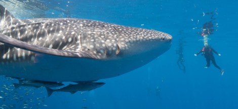 Whale sharks, Kwatisore Bay