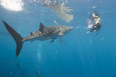 Whale sharks, Kwatisore Bay